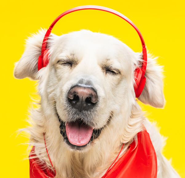 Cute happy dog with headphones