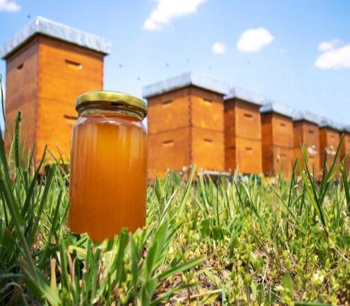 Ivory honey and bee hives